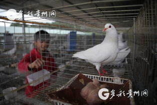 多彩貴州網(wǎng) 貴州黔西 特色養(yǎng)殖助脫貧