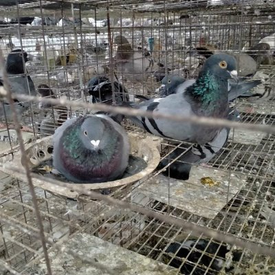 農(nóng)家養(yǎng)殖改良育肥肉鴿種鴿 抗病率強(qiáng) 骨骼堅(jiān)實(shí)