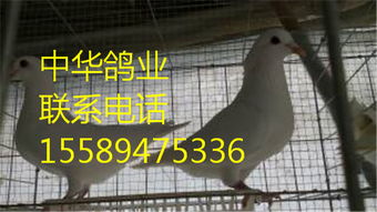 山東正規(guī)養(yǎng)鴿場(chǎng)重慶省高新區(qū)卡奴鴿養(yǎng)殖場(chǎng)