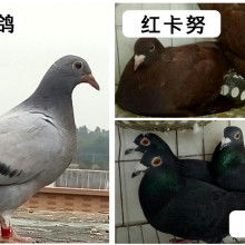 2019肉鴿養殖價格 報價 肉鴿養殖批發 第29頁 養殖網