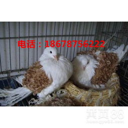 【陜西哪里有肉鴿養(yǎng)殖場肉鴿價(jià)格】-