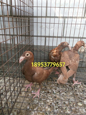 哪里賣蛇頭觀賞鴿 株洲觀賞鴿 肉鴿 信鴿出售_山東錢旭觀賞鴿養(yǎng)殖場 - 商國互聯(lián)網(wǎng)