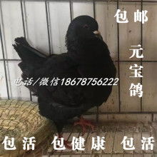 山東晨陽肉鴿觀賞鴿養殖基地