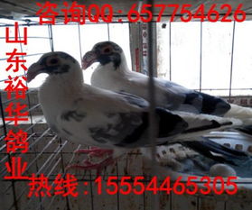 觀賞鴿圖片與大鼻鴿價格走勢
