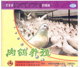 視頻教程報價 廠家